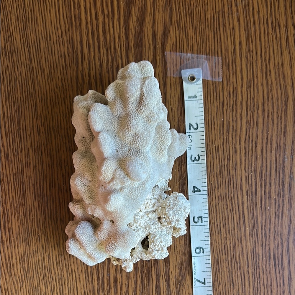 Estate Find Genuine Natural Green Coral Reef Art Home Decor Wedding Nautical